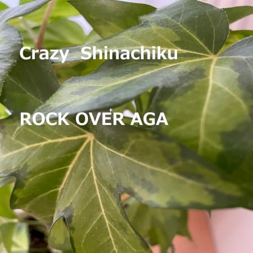 ROCK OVER AGA cover