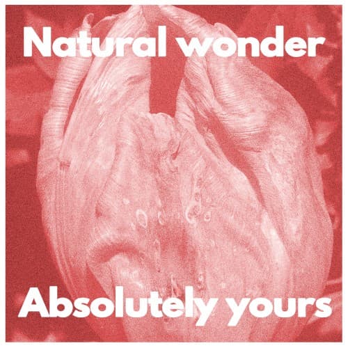 Natural Wonder
